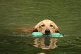 GOLDEN RETRIEVER 1075